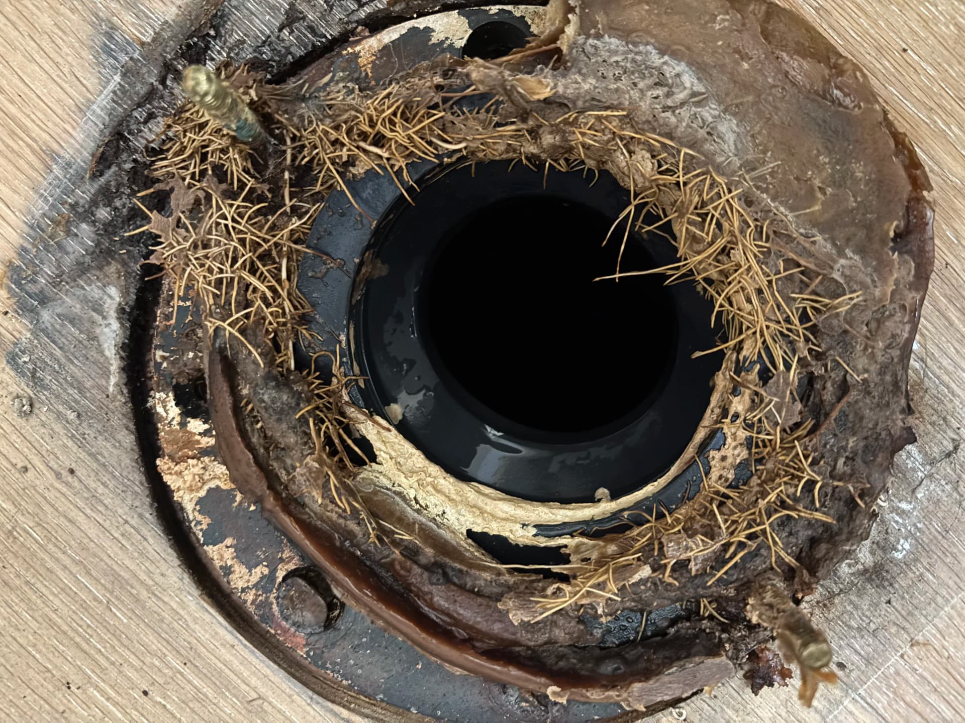 What a Leaking Toilet Can Hide Underneath image